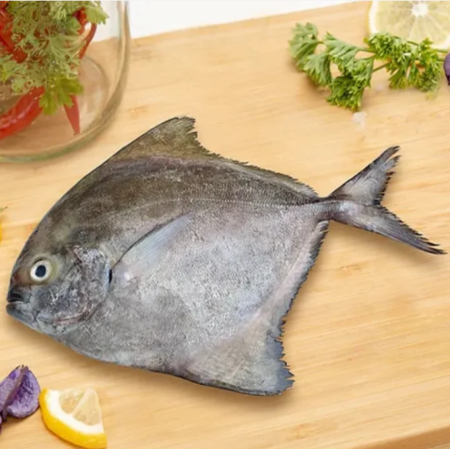 BLACK POMFRET / KARUTHA AVOLI / കറുത്ത ആവോലി (2-3PCS)