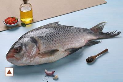 ASIAN CARP / CATLA /കട്‍ല (L)