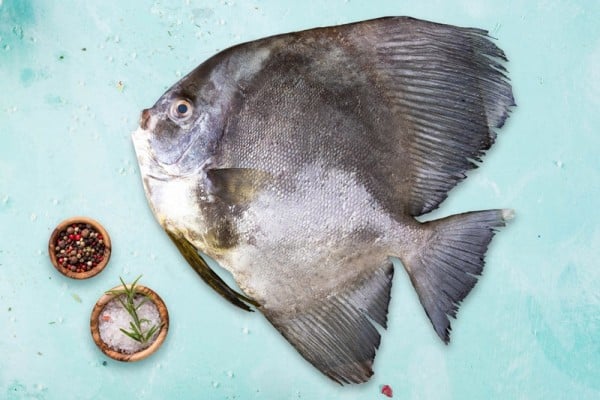 FALSE POMFRET / Bheeman Avoli / ഭീമൻ ആവോലി