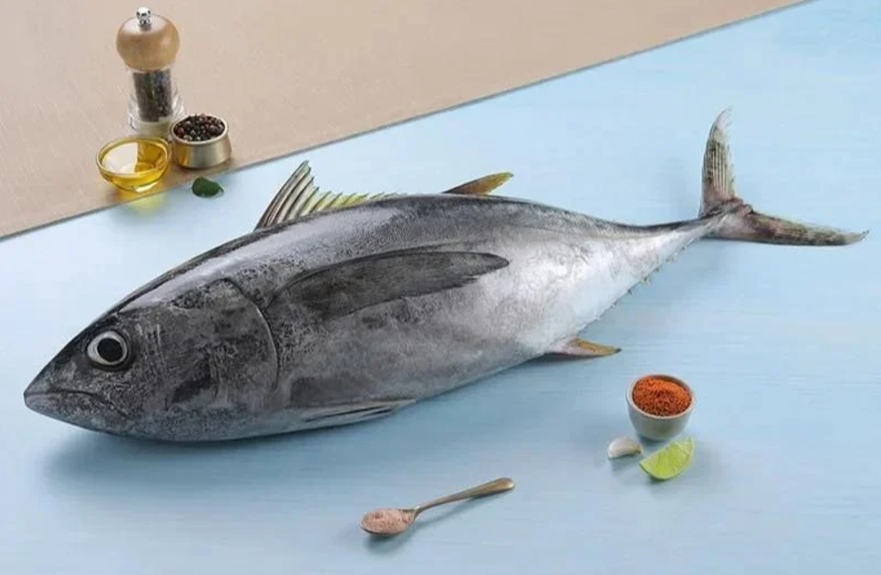 SKIPJACK TUNA  / VARAYAN CHOORA /വരയൻ ചൂര