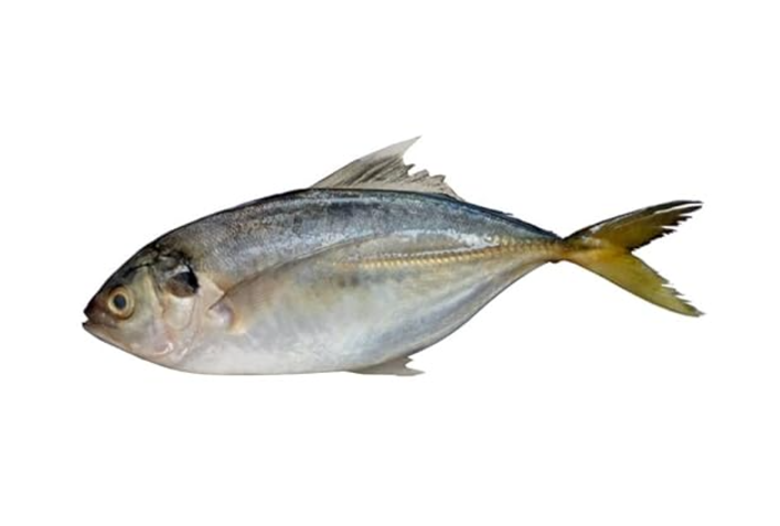 SHRIMP SCAD / VATTA PAARA / വറ്റ പാറ (M)