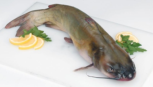 [6085] CATFISH / ETTAKOORI / ഏട്ട കൂരി (L) 