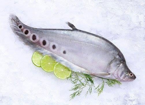 [6111] FEATHERBACK / CHITHALA / ചിതല