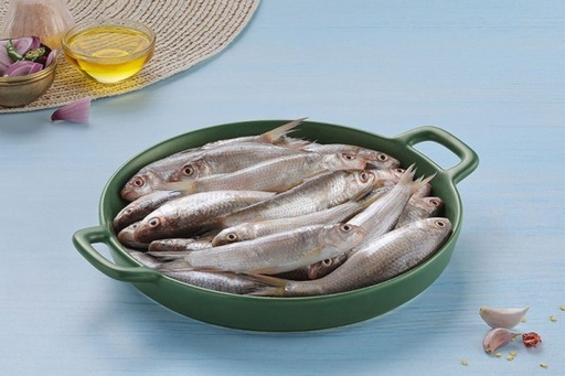 [6137] LABEO BATA / PULLAN / പുല്ലൻ