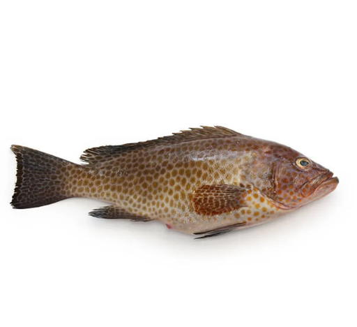 [1344] HAMOUR/ഹാമൂർ/KALAVA (LARGE) (WHOLE - 500G)